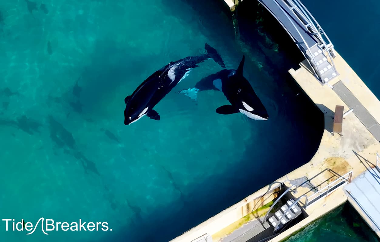 Wikie_Keijo_Orcas_Antibes