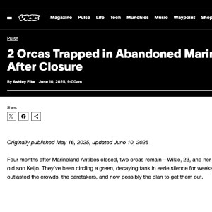 Vice article about TideBreakers