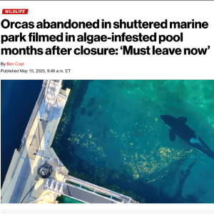 article from new york post about TideBreakers on MarineLand Antibes