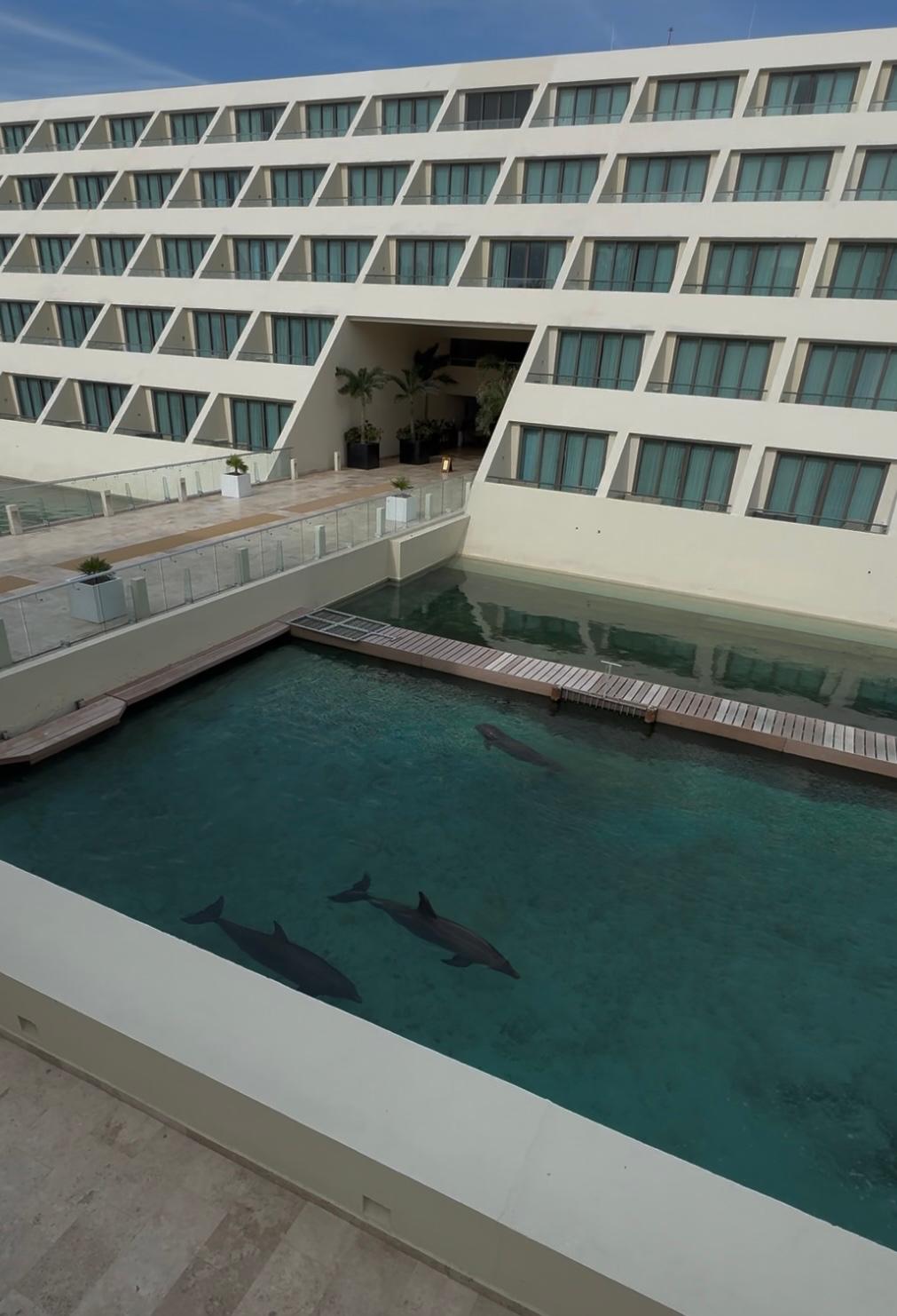 dolphins kept at Hyatt Ziva Cancun