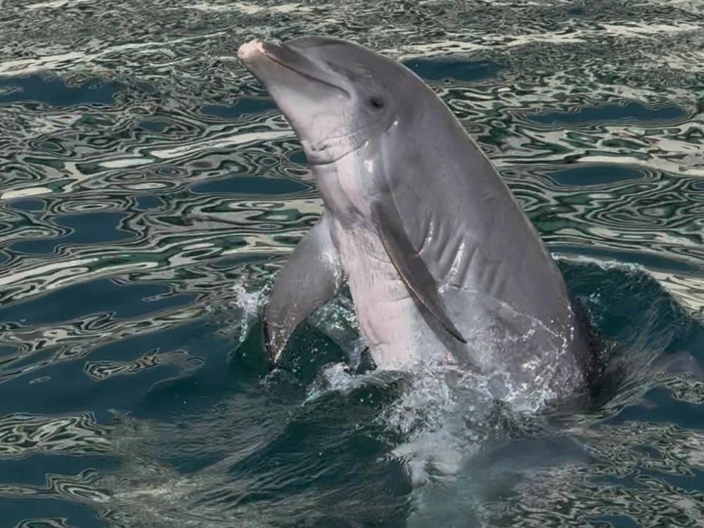 malnourished dolphin kept at Hyatt Ziva in Cancun